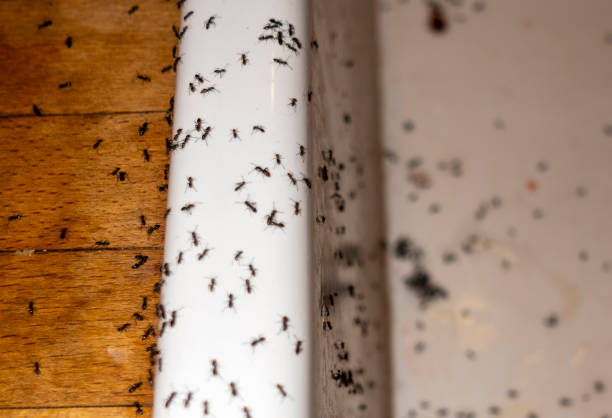 Best Ant Control Services  in Paloma Creek South, TX