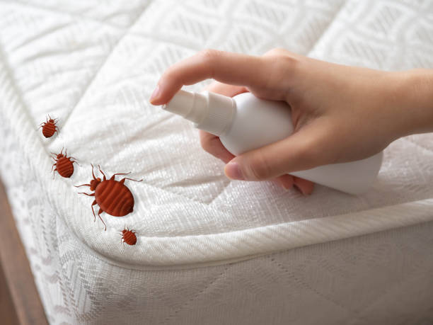 Best Pest Removal Services  in Paloma Creek South, TX