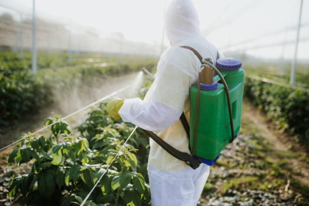Best Wasp Removal Services  in Paloma Creek South, TX